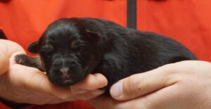 A person holding a puppy in their hands.