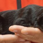 A person holding their cat in his hands.