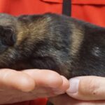 A person holding a small cat in their hands.