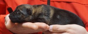 A person holding a small cat in their hands.