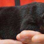 A person holding their cat in someones hand