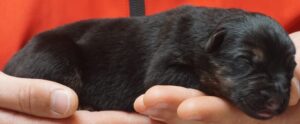 A person holding their cat in someones hand