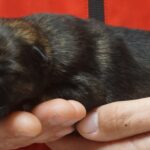 A person holding onto a small black animal