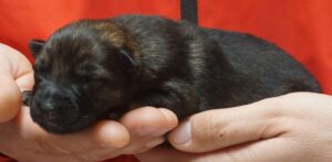 A person holding onto a small black animal