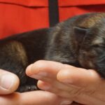 A person holding their cat in someones hands