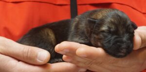 A person holding their cat in someones hands