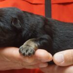 A person holding onto a cat 's paw