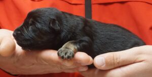 A person holding onto a cat 's paw