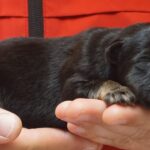 A person holding their dog 's paw while they hold it.
