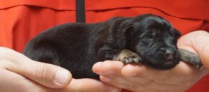 A person holding their dog 's paw while they hold it.