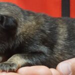A person holding onto a dog in their hand