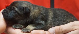 A person holding onto a dog in their hand