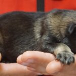 A person holding their dog 's paw while they are sleeping.