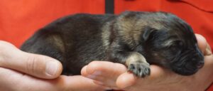 A person holding their dog 's paw while they are sleeping.