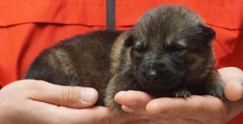 A person holding a puppy in their hands.