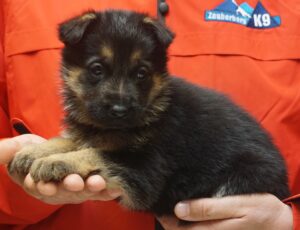 A person holding a puppy in their hands.