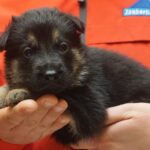 A person holding a puppy in their hands.