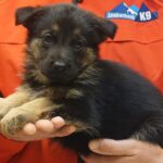 A person holding a puppy in their hand.