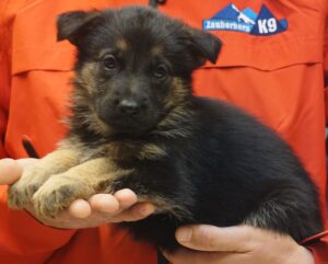 A person holding a puppy in their hand.