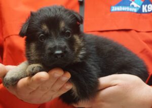 A person holding a puppy in their hands.