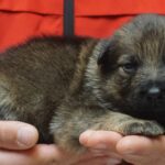 A person holding a puppy in their hands.