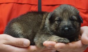 A person holding a puppy in their hands.