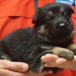 A person holding a puppy in their hands.