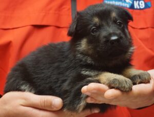 A person holding a puppy in their hands.