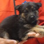 A person holding a puppy in their hands.