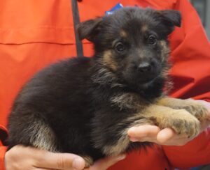 A person holding a puppy in their hands.