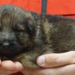 A person holding a puppy in their hands.