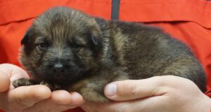 A person holding a puppy in their hands.