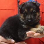 A person holding a puppy in their hands.