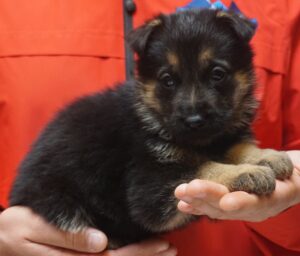 A person holding a puppy in their hands.
