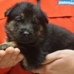 A person holding a puppy in their hands.