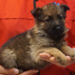 A person holding a puppy in their hands.
