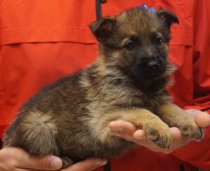 A person holding a puppy in their hands.