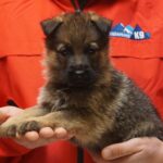 A person holding a puppy in their hands.