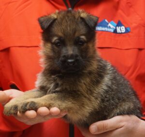 A person holding a puppy in their hands.