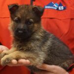 A person holding a puppy in their hands.