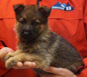 A person holding a puppy in their hands.