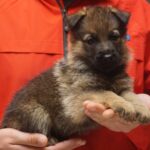A person holding a puppy in their hands.