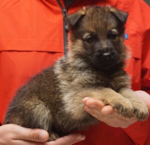 A person holding a puppy in their hands.