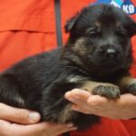 A person holding a puppy in their hands.
