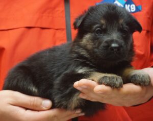 A person holding a puppy in their hands.