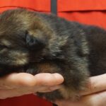 A person holding a dog in their hands.