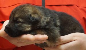 A person holding a dog in their hands.