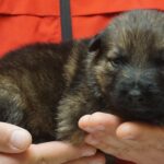A person holding a puppy in their hands.