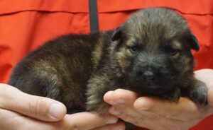 A person holding a puppy in their hands.