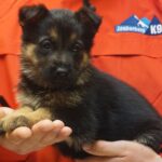 A person holding a puppy in their hands.